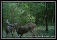 Tract 5 - Muskingum Woods property photo