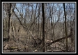 Tract 5 - Muskingum Woods property photo