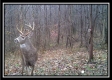 Tract 5 - Muskingum Woods property photo