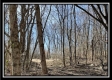 More of Tract 5 - Muskingum Woods