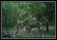 Tract 4 - Muskingum Woods property photo