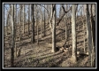 Tract 4 - Muskingum Woods property photo