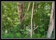 Tract 11 - Muskingum Woods property photo