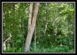 Tract 11 - Muskingum Woods property photo