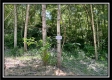 Tract 11 - Muskingum Woods property photo