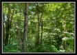 Tract 11 - Muskingum Woods property photo