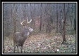 Tract 11 - Muskingum Woods property photo