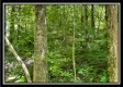 Tract 11 - Muskingum Woods property photo