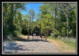 More of Tract 11 - Muskingum Woods