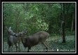 Tract 11 - Muskingum Woods property photo