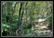 Tract 11 - Muskingum Woods property photo