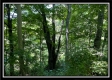 Tract 11 - Muskingum Woods property photo