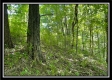 Tract 11 - Muskingum Woods property photo