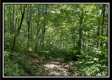 Tract 11 - Muskingum Woods property photo