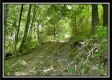 Tract 11 - Muskingum Woods property photo