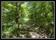 Tract 11 - Muskingum Woods property photo