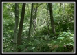 Tract 11 - Muskingum Woods property photo