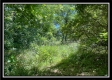 Tract 11 - Muskingum Woods property photo
