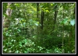 Tract 11 - Muskingum Woods property photo
