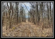 Tract 16 - Muskingum Woods property photo