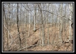 Tract 16 - Muskingum Woods property photo