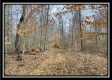 Tract 16 - Muskingum Woods property photo