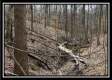 Tract 16 - Muskingum Woods property photo