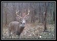 More of Tract 16 - Muskingum Woods