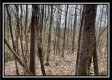 More of Tract 16 - Muskingum Woods