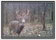 Whitetail Hollow Cabin at Muskingum Woods property photo
