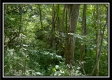 Whitetail Hollow Cabin at Muskingum Woods property photo