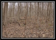 Tract 5 at Number 12 Hollow property photo
