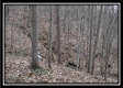 Tract 5 at Number 12 Hollow property photo