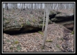 Tract 5 at Number 12 Hollow property photo