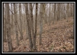 Tract 5 at Number 12 Hollow property photo