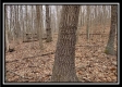 More of Tract 5 at Number 12 Hollow