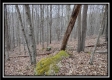 More of Tract 5 at Number 12 Hollow