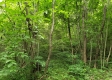 Tract 4 at Camp Creek Retreat property photo