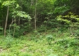 Tract 4 at Camp Creek Retreat property photo