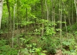 Tract 4 at Camp Creek Retreat property photo