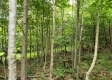 Tract 4 at Camp Creek Retreat property photo