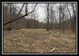 Tract 1 - The Woods at Buck Run property photo