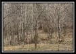 Tract 1 - The Woods at Buck Run property photo