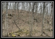 More of Tract 1 - The Woods at Buck Run