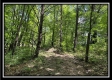 Tract 8 - The Woods at Buck Run property photo