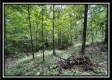 Tract 8 - The Woods at Buck Run property photo