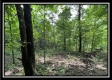 Tract 8 - The Woods at Buck Run property photo