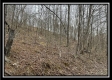 Tract 2 - The Woods at Buck Run property photo