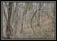 Tract 2 - The Woods at Buck Run property photo