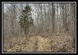 Tract 2 - The Woods at Buck Run property photo